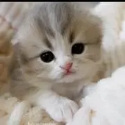 のんちゃっくの画像