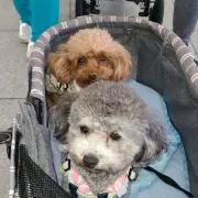 coco&neneの画像