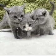 Aの画像