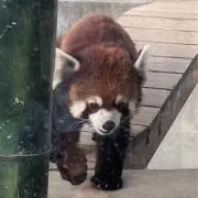 ☆の画像