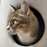 ひろぽんの画像