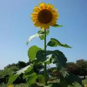 わんこ