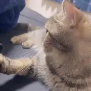 あい