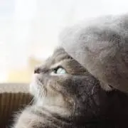 ユッカ