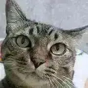 ねこるんの画像