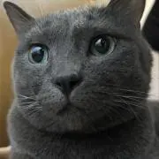 ねじゅの画像