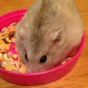 ぶん