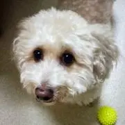 モコの画像