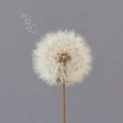asの画像