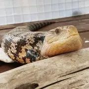 ちゅーこの画像