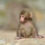 たくの画像