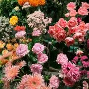 ぽいの画像