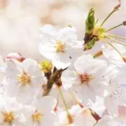即購入okの画像