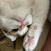 KNの画像