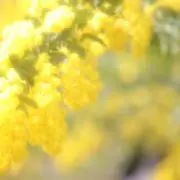 mameの画像