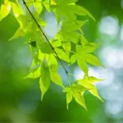 tsukiの画像