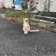 meiの画像