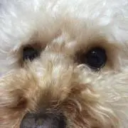 パルプッチン