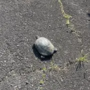 ryuiiの画像