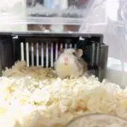 ちゃの画像