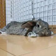 やっちの画像