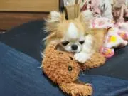 ぴにょにょ✿の画像