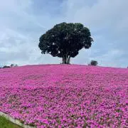 mkの画像