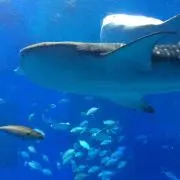 いろはむの画像
