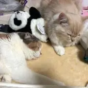 こちゃむ