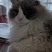 けんいちの画像