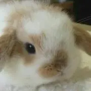emapopopo