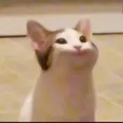 ぴの画像