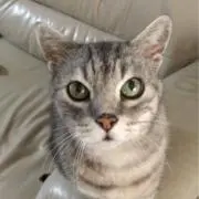 にゃべ