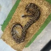 ユ