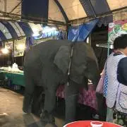 はるさんBKKの画像