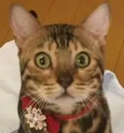 寿々