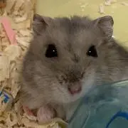 ぶーちゃんの画像