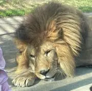 lion