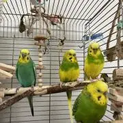 セキセイインコ♡の画像