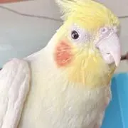 ちょみ