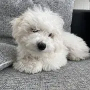 tysの画像