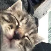 笹の画像