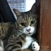 敏男