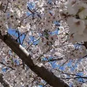 KaShiの画像