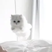めの画像