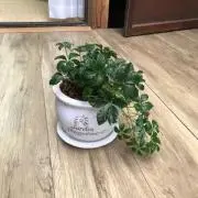 マサヨンの画像