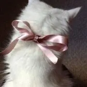 CHIの画像