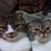 か〜ぼんまじぇの画像