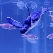 かに