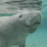 Masa